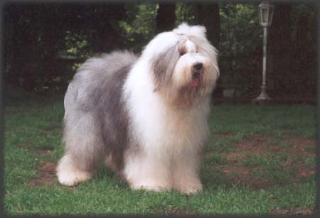 Happy Panda's Nicodemo