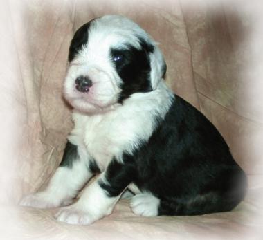 Admiral von Schneider