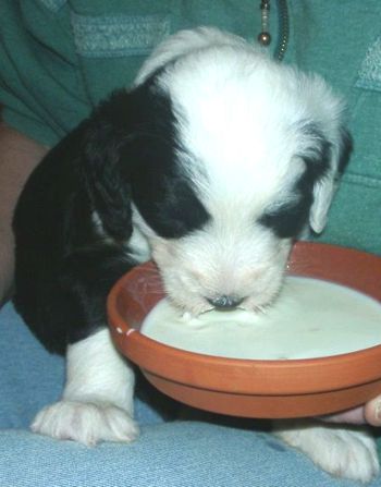 Admiral von Schneider