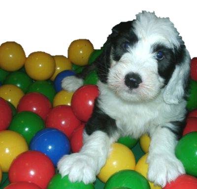 Admiral von Schneider