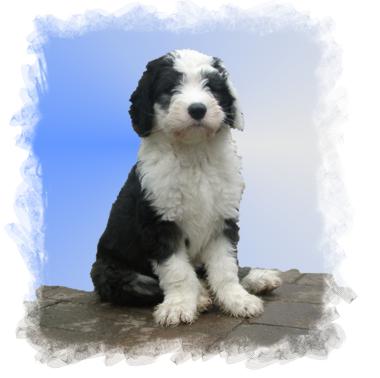 Admiral von Schneider