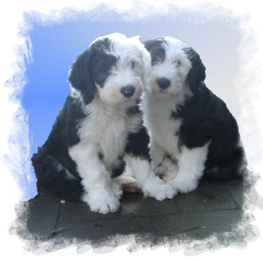 Angelo Branduardi / Alla fiera dell'est