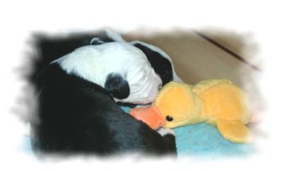 Wilde Tiere schauen dich an