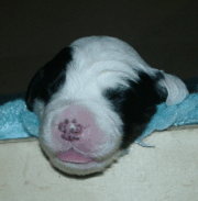 Admiral von Schneider ... zur gr��eren Version (ca. 200 kB)