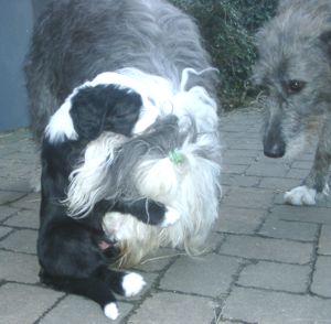 K�rperpflege - Curly und Arrival